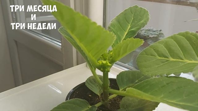 ВЫРАЩИВАЮ ГЛОКСИНИИ ИЗ МАГАЗИННЫХ СЕМЯН. Глоксиния от посева до цветения смотреть онлайн