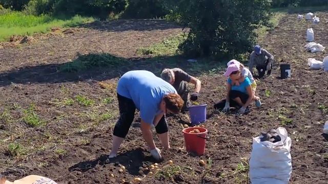 Урожай 2019/Копаємо картоплю 2019/копаємо картоплю мотоблоком смотреть онлайн