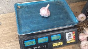 Урожайность чеснока - 400 кг с одной сотки!