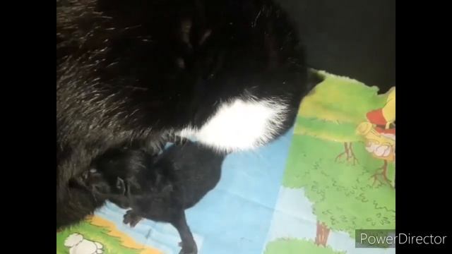 #приколы, #кошки_коты2020, #смешные_коты Роды  кошки первогодка  - у карамели три котёнка .