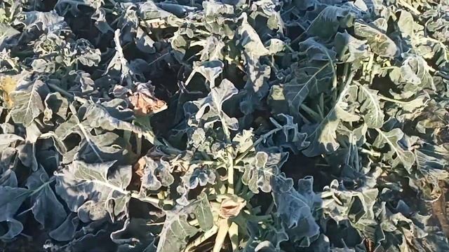МОРОЗ -8° Забрал всю продукцию 25 ноября смотреть онлайн