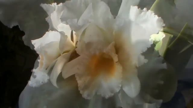 Cattleya - Nov. 2011.3 смотреть онлайн