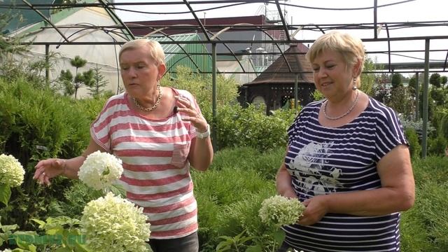 Гортензия садовая смотреть онлайн