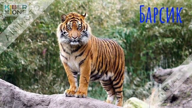 В мире мем животных смотреть онлайн