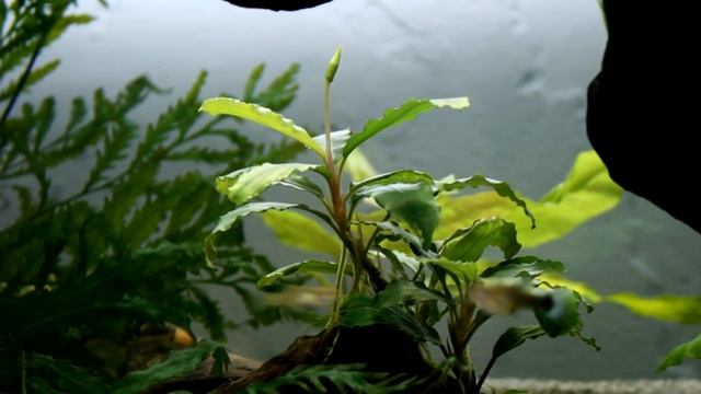 Буцефаландра shine green sokan 4