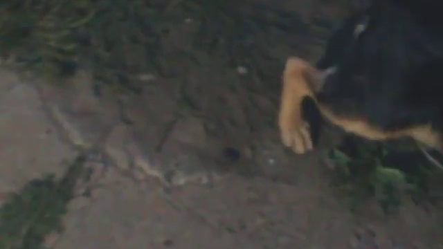 German shepherd puppy Rex (немецкая овчарка по имени Рекс) смотреть онлайн