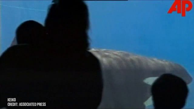 World's Largest Killer Whale! And He's Crazy! смотреть онлайн