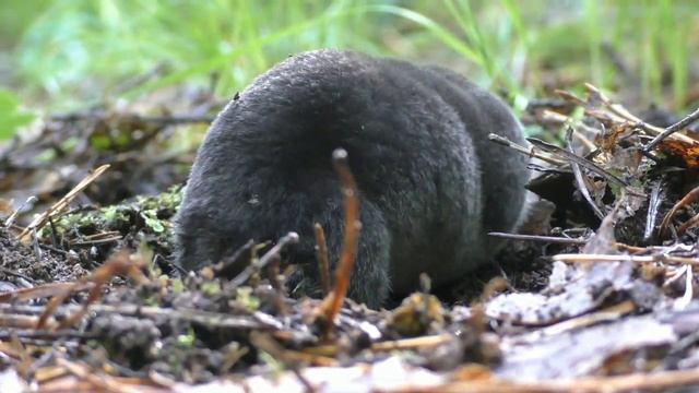 Неуклюжий жирный крот. смотреть онлайн