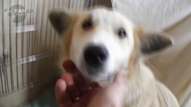 Эта собака жила в снегу вместе с 6 щенками, она не бросила их несмотря ни на что смотреть онлайн