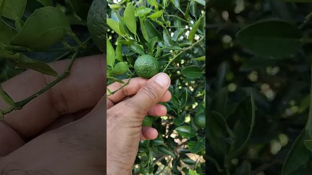 Как растут мандарины. смотреть онлайн