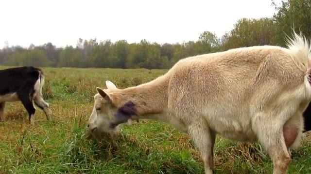 Козы после нападения волков и как с этим бороться смотреть онлайн