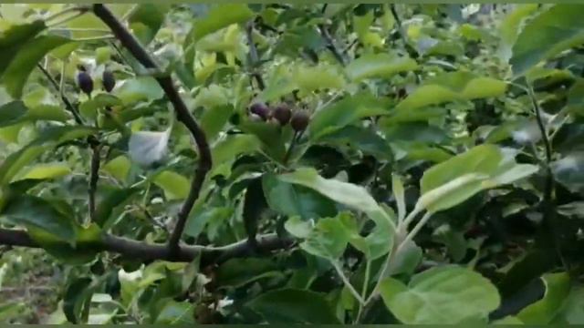 Утки в гараже.