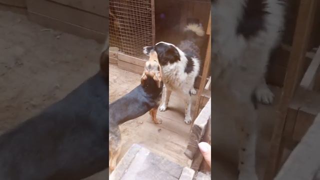 Пёс Добрыня #приютлюбимки #dogs #бездомныеживотные смотреть онлайн