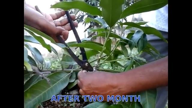 Mango tree grafting and bonsai (update) смотреть онлайн
