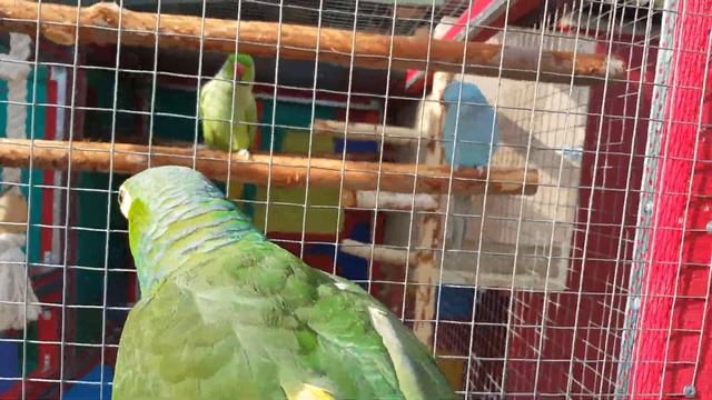 Попугай Амазон Краснолобый Рикко гуляет с кошкой и собакой смотреть онлайн