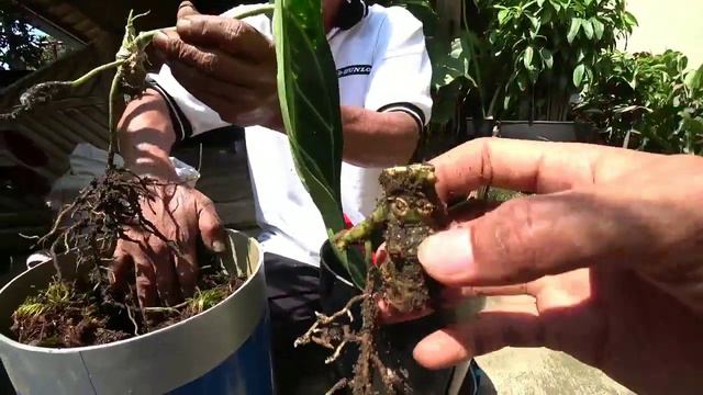 Potong Bunga Seharga Motor ANTHURIUM QUEEN WAROQUEINUM / LIDAH GAJAH #anthurium #lidahgajah #melano