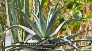 Агава — что это за домашнее растение