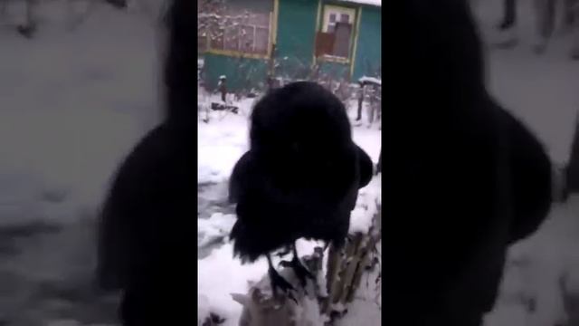 Говорящий ворон Вася смотреть онлайн