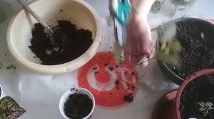 Пересаживаю и обрезаю гипоэстес, выращенный из семян