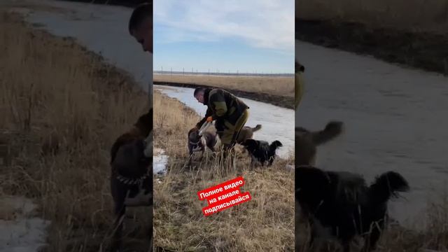 Гризли Хан и Гаврюша на природе #dog #животные #pitbull #кавказецгризли #grizly смотреть онлайн