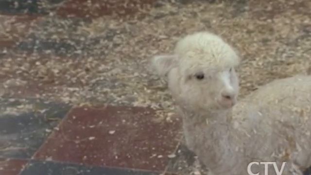 Имеют ли право на существование контактные зоопарки? смотреть онлайн