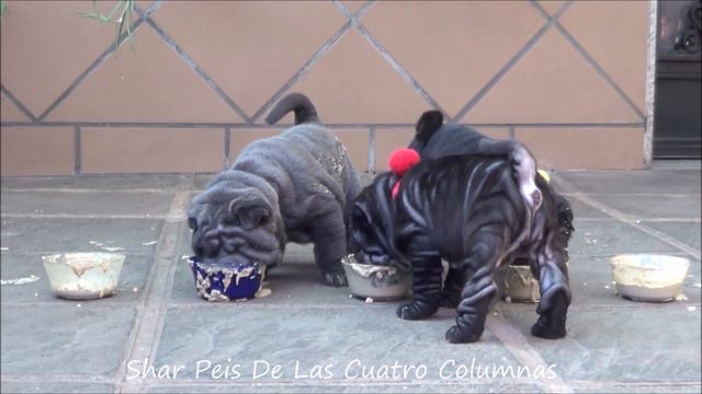 Desayuno 7 cachorros Shar pei,5 semanas.🍵🍵🍵🍵🍵🍵🍵. смотреть онлайн