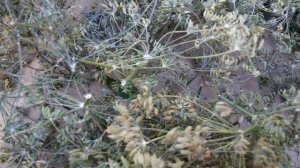 Fennel (Foeniculum vulgare) Farming