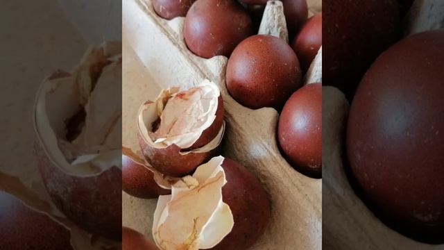 КУРЫ ПОРОДЫ МАРАН МЕДЬ И СЕРЕБРО ЗАРАЙСК ДОСТАВКА ЯЙЦА ПО РОССИИ ВАЦАП 89152458159 ПИСЬМЕННО смотреть онлайн