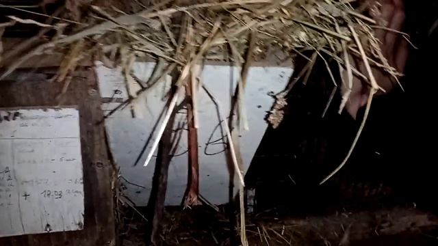 Вакцинация кроликов от и до!