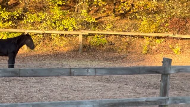 Красавцы кони на ферме в Михелау, Германия 2022 смотреть онлайн