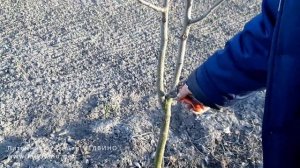 Особенности обрезки груши Талгарская красавица