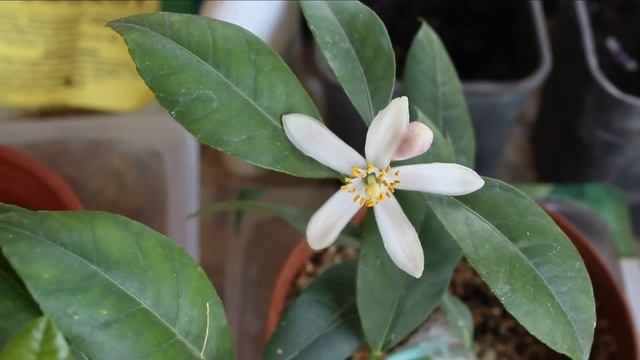 Мои цитрусята: кумкват Нагами, лиметта Россо, лимон вариегатный через месяц после покупки. Цветочки смотреть онлайн