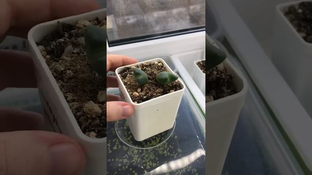 Признаки деления у Conophytum bilobum смотреть онлайн