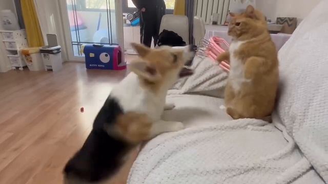 THIS CAT CAN BOX! CORGI VS CAT??? #shorts смотреть онлайн