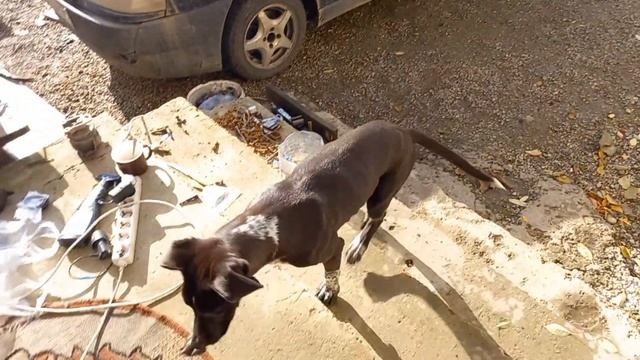 Посадка клубники на агроволокно,спанбонд,чёрный укрывной материал/Сломалась машина.@wetrudyazhki смотреть онлайн