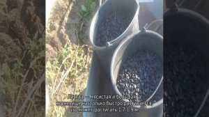 Бобы русские черные (выращивание)