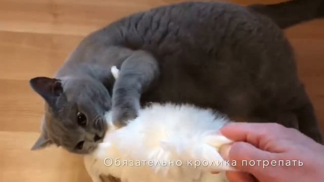 ЧТО ДЕЛАТЬ КОТУ ЦЕЛЫЙ ДЕНЬ? Британский кот / BRITISH CAT смотреть онлайн