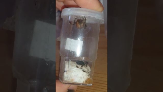 Latrodectus geometricus Burkina смотреть онлайн