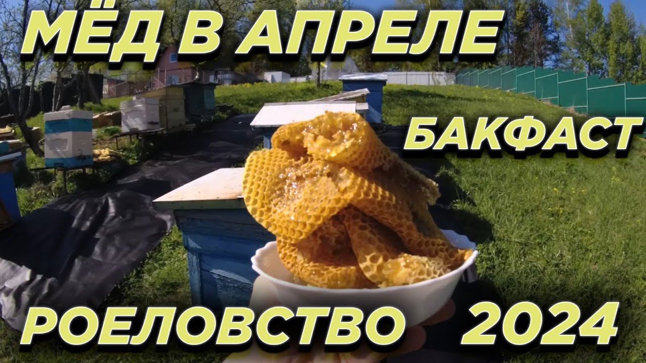 Пчеловодим в 2024! Первый апрельский мёд. Бакфаст. смотреть онлайн