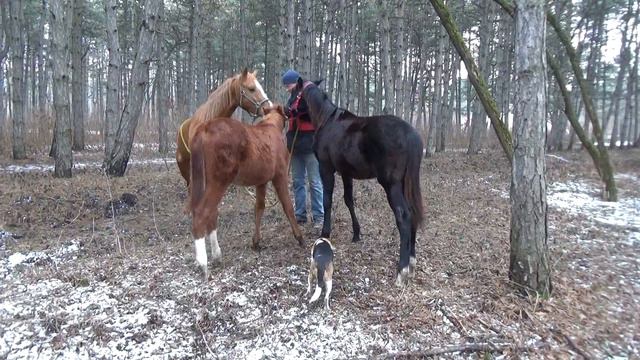 20160222_кормежка пумы, ламы и бранта смотреть онлайн