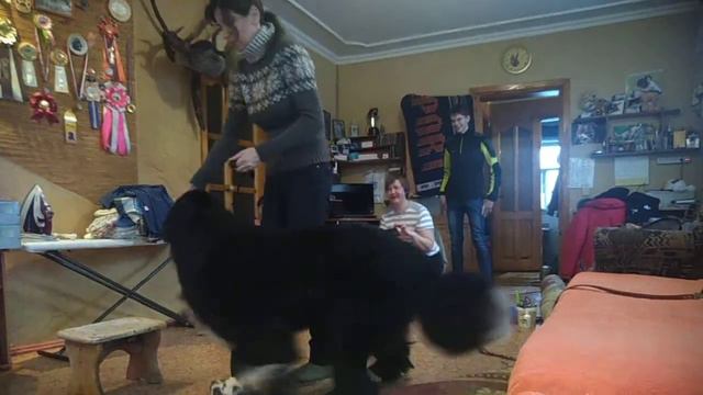 #Ньюфаундленд. ГРУМИНГ. МОЛЛИ. 27.01.19 г. смотреть онлайн