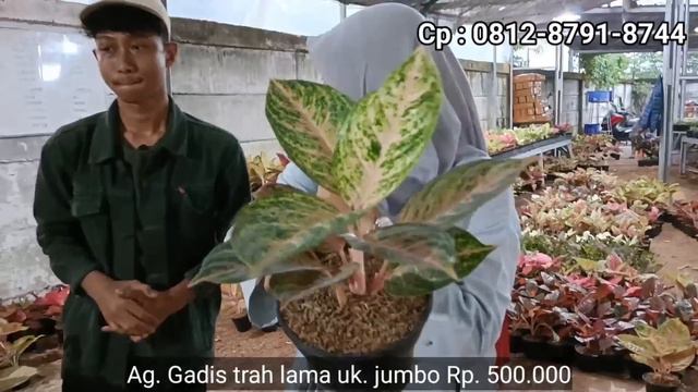 Paket Murah Rp.100.000 Dapat 3 pot ,Spesial Dari Jaya Green House,part 2_856 смотреть онлайн