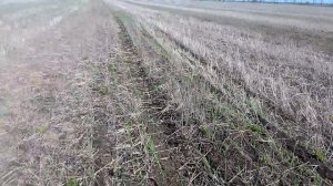 Яровой ячмень сорт "Гелиос" посеянный по стерне сеялкой СЗ-3,6. Первый опыт-будем наблюдать)