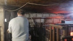 поросятам 2 месяца породы Ландрас Дюрок 17 - 20 кг