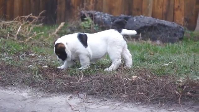 Веселая алабай девочка Джага 1,5 месяца. Продается! смотреть онлайн