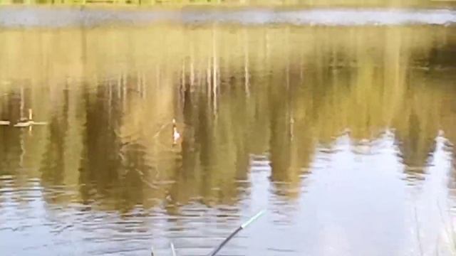 Летняя рыбалка поймали карасей!?!? смотреть онлайн