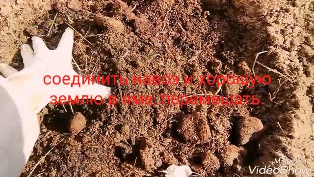 Простые правила посадки малины.Сорта: Карамелька,Краса России,Брянское диво,Беглянка,Ананасная Виго смотреть онлайн