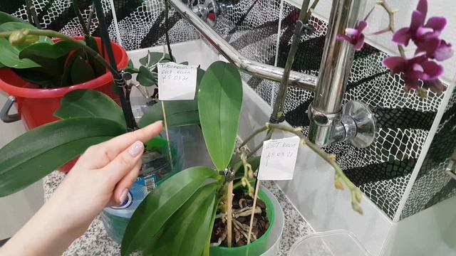 Полив орхидей методом погружения. Когда нужно начинать удобрять орхидеи? смотреть онлайн