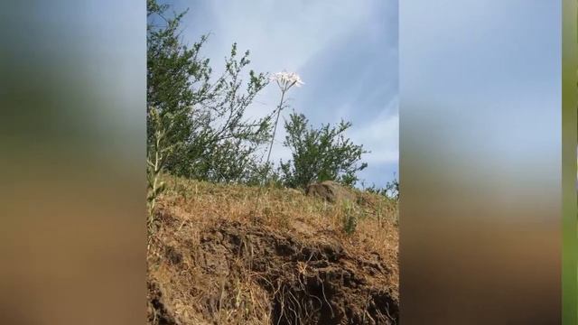 ЛЕВКОКОРИНА  (LEUCOCORYNE)  сем. Луковые