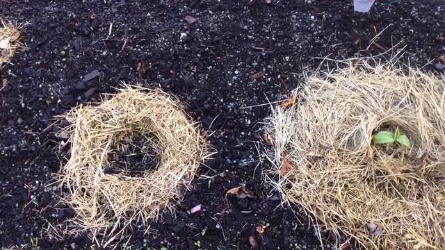 ПОМОГИТЕ !!! Кто-то ест рассаду огурцов. смотреть онлайн